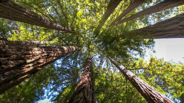 The Steps Involved in Our Tree Care Process in Spokane Valley, WA